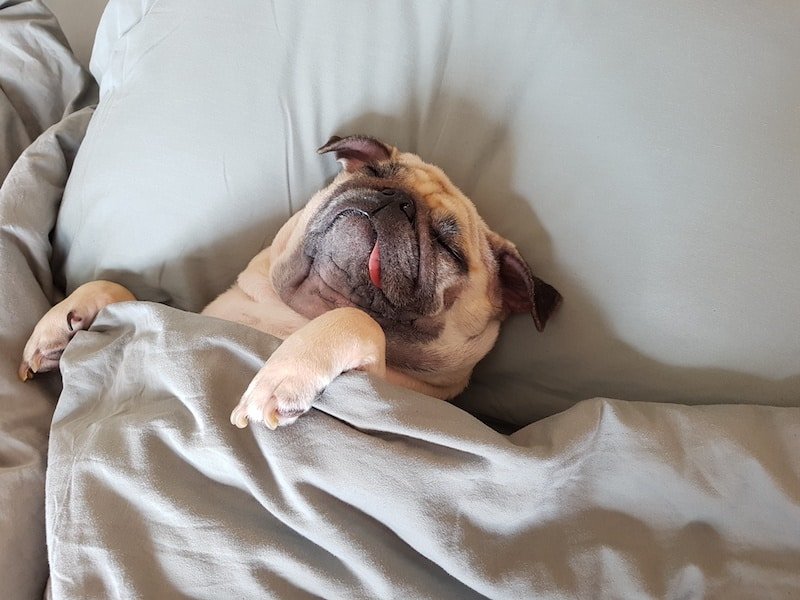A Pug dog sleeping in a luxury Bed & Breakfast bed.